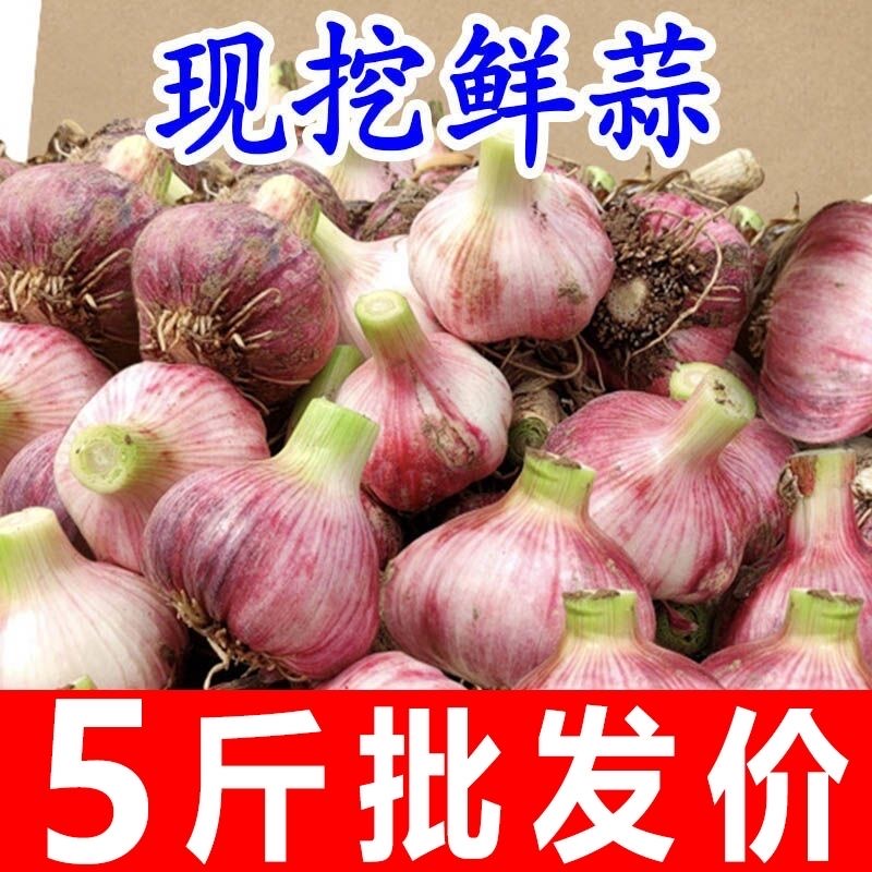 2025现挖新鲜紫皮大蒜头湿蒜多瓣10腌制糖醋泡蒜蔬菜河南大蒜5斤