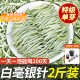 2025福建毫香福建荒山白茶白毫银针特级明前春茶叶头采芽茶1000克