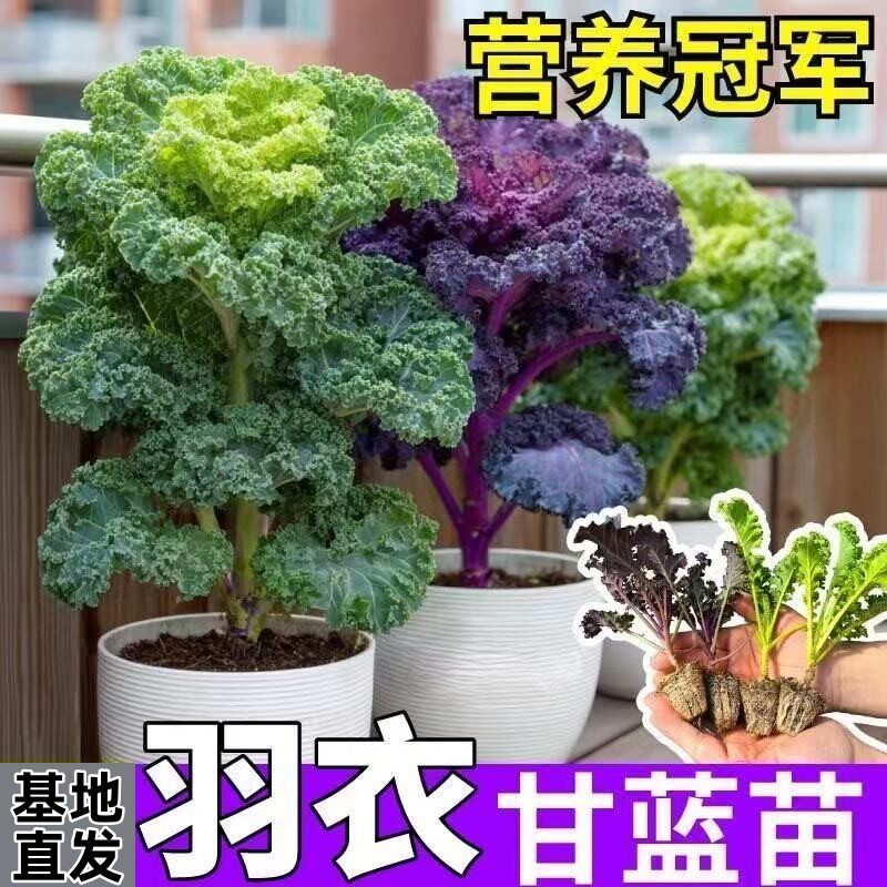 优质穴盘苗易种植基地直发包成活图片