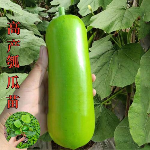 优质穴盘瓜苗抗病高产易种植好活