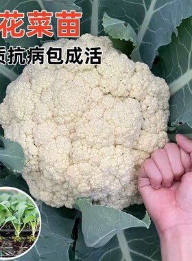 优质穴盘花菜苗各种蔬菜苗包成活