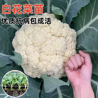 优质穴盘花菜苗各种蔬菜苗包成活