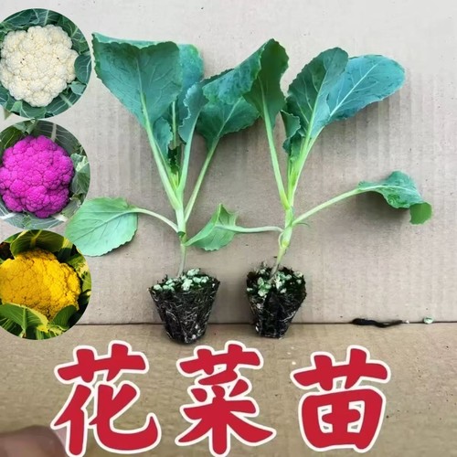 白花菜苗紫花菜黄花菜秧苗西兰花甘蓝包菜大白菜秋冬耐寒蔬菜秧苗