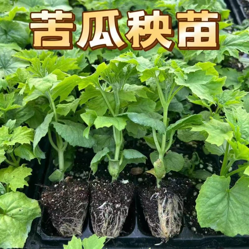 苦瓜苗秧苗蔬菜苗种子苗原土苹果苦瓜苗长白玉苹果苦瓜苗幼苗