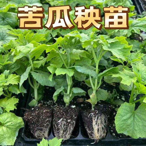 优质穴盘瓜苗抗病高产易种植好活