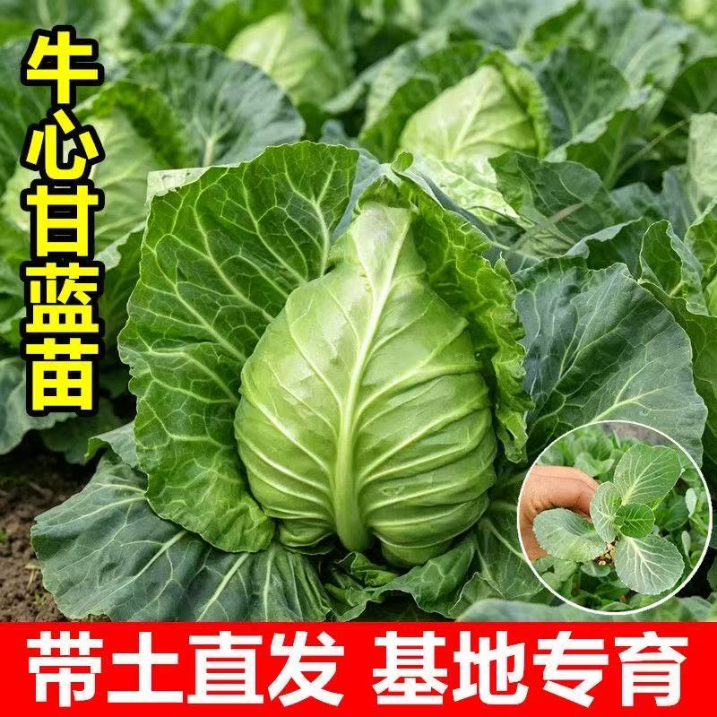 优质穴盘苗抗病耐寒易种植好成活图片
