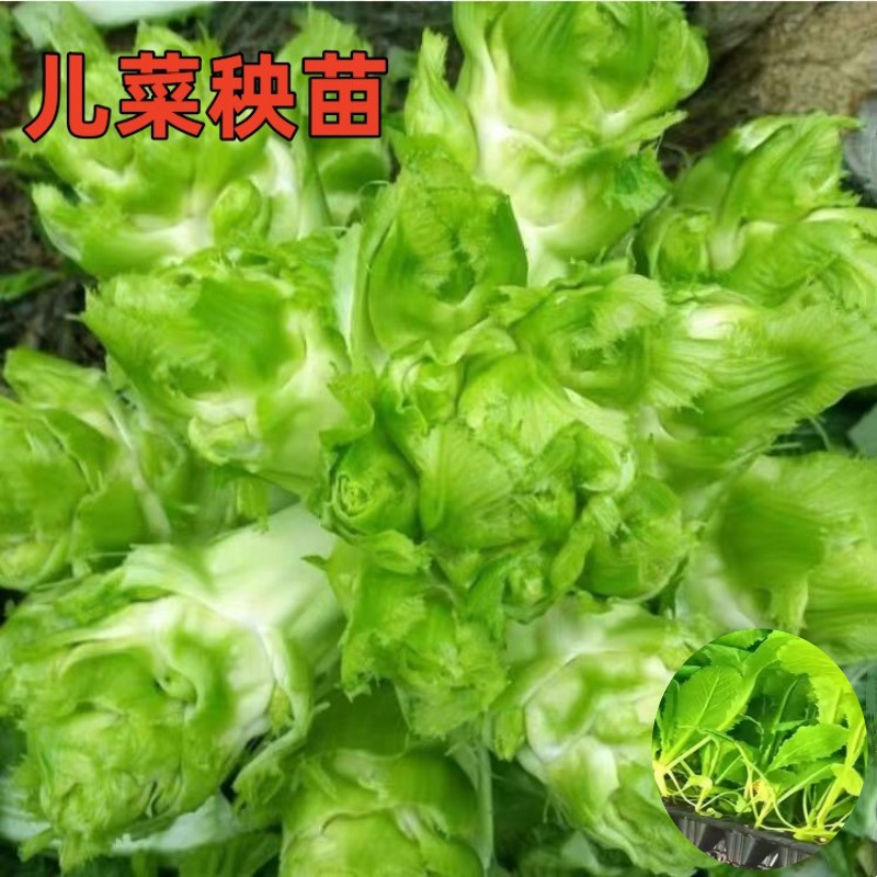儿菜苗优质高产易种植好成活