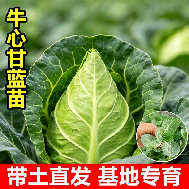 优质穴盘苗易种植好成活抗病包活图片