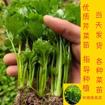 芹菜苗四季阳台庭院种植芹菜苗苗