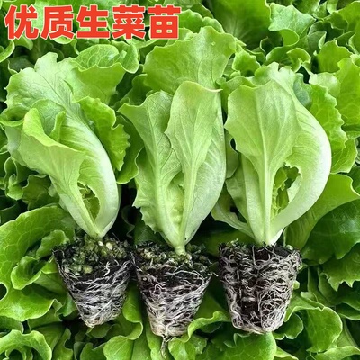 优质生菜苗带土发货易种植好成活