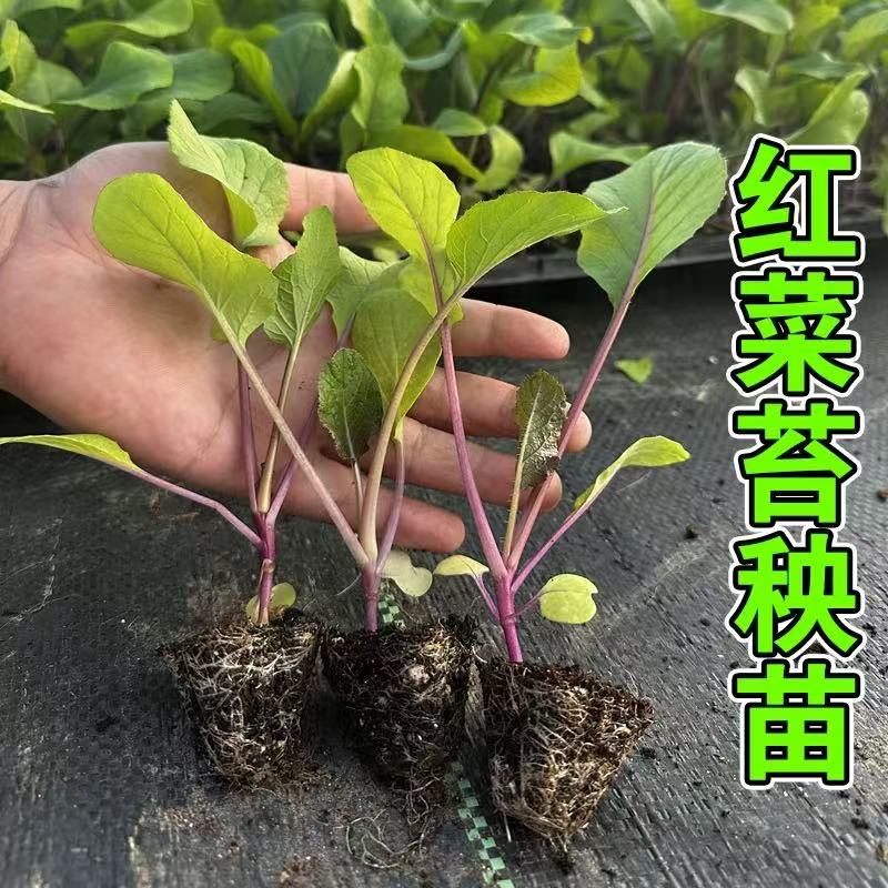 优质红菜苔苗穴盘培育易种植好活
