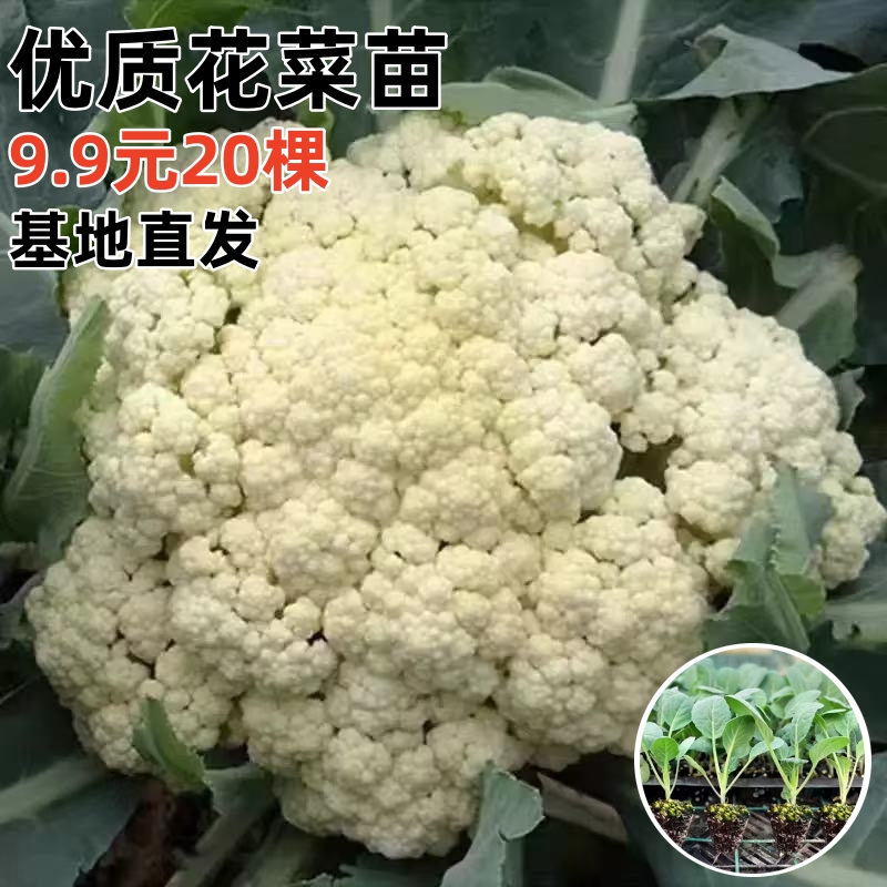 优质穴盘白花菜苗易种植好成活
