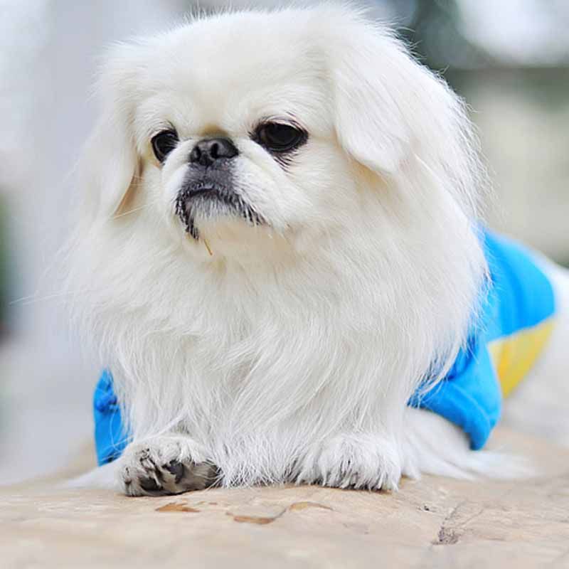 【30天保障】纯种宠物狗京巴幼犬活体活物
