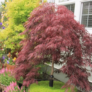 羽毛枫树苗盆栽观叶花卉阳台庭院植物别墅风景树耐寒红枫树盆景