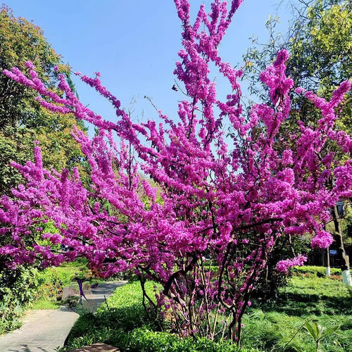易活紫荆花树苗盆栽四季耐寒