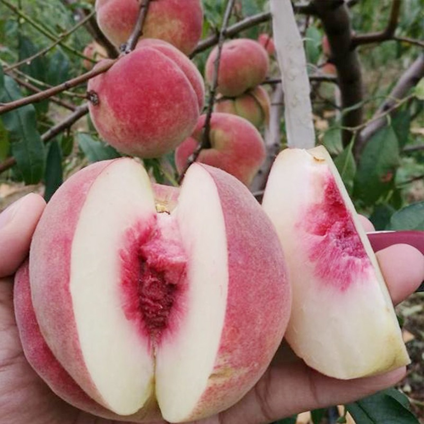 脆甜桃树苗巨型冬桃树果苗不裂果