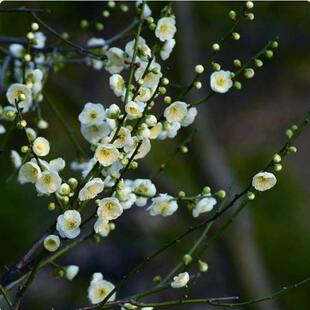 耐寒绿梅花树苗盆景树桩盆栽浓香绿萼梅花阳台庭院室内外花卉植物