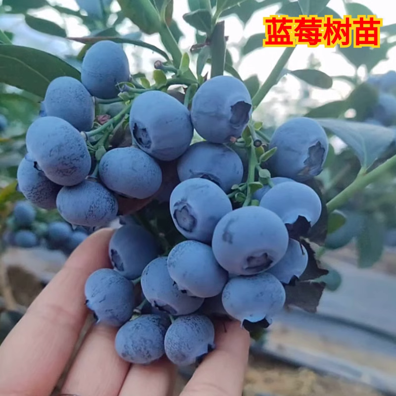 当年结果盆栽地栽果树苗 蓝莓树苗 蓝莓苗 南北方种植 带原土发货 鲜花速递/花卉仿真/绿植园艺 果树 原图主图