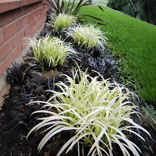 英国山麦冬苗盆栽纯金麦冬四季常青花境植物黄金大麦冬沿阶草耐寒