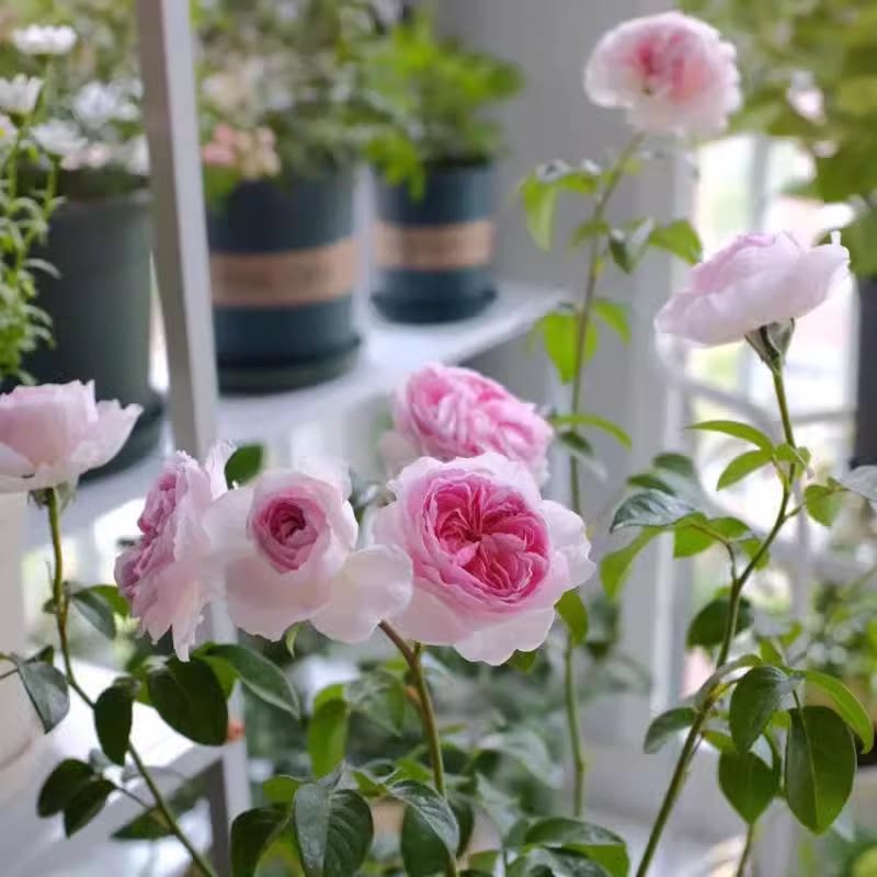 我的心月季花大苗盆栽阳台庭院浓香花卉植物四季勤花抗病耐晒玫瑰