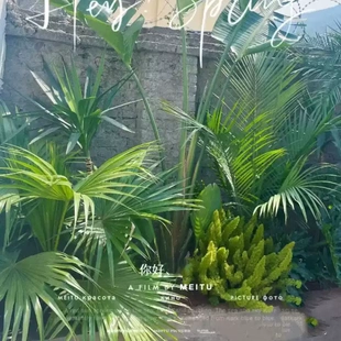 大叶蒲葵盆栽棕榈绿植走廊庭院美化盆景植物净化空气好养易活绿化