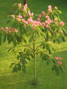 耐寒合欢花树苗绒花树银叶金芙蓉花苗别墅庭院南北方种植盆栽地栽