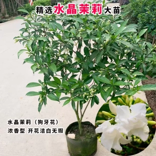 水晶茉莉盆栽丁香花带花苞老桩树苗花卉植物室内外阳台绿植狗牙花