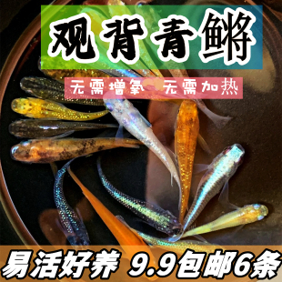 观背青鳉淡水冷水观赏鱼无需打氧过滤魔法鱼迷你锦鲤水族好养活体