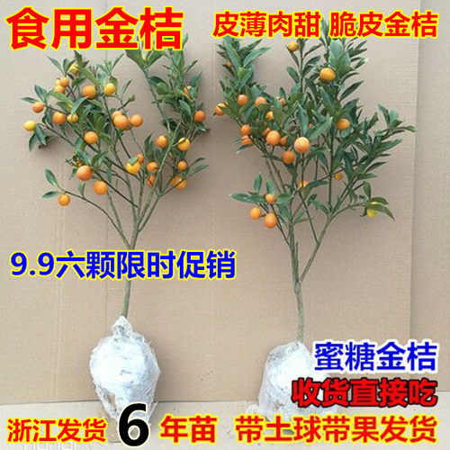 盆栽金桔 盆栽金桔