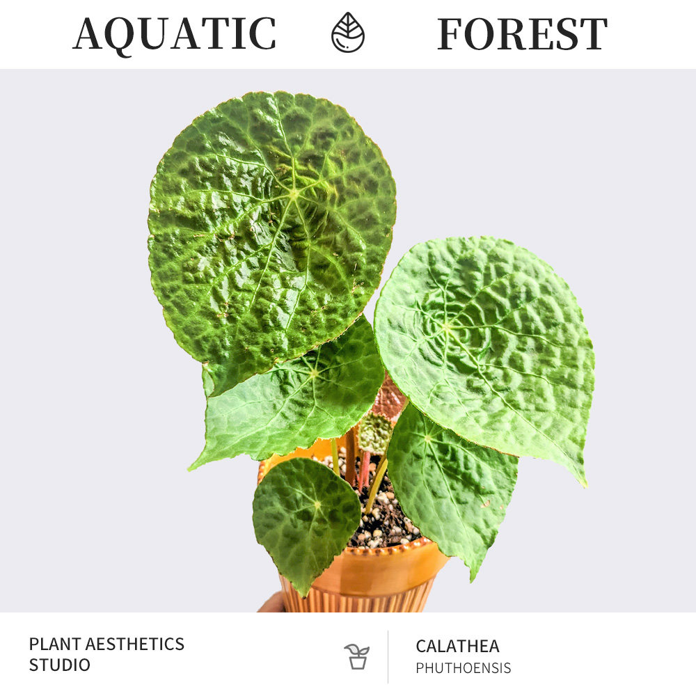 水栖森林/纳土纳福寿秋海棠/盾叶大型圆叶ins绿植