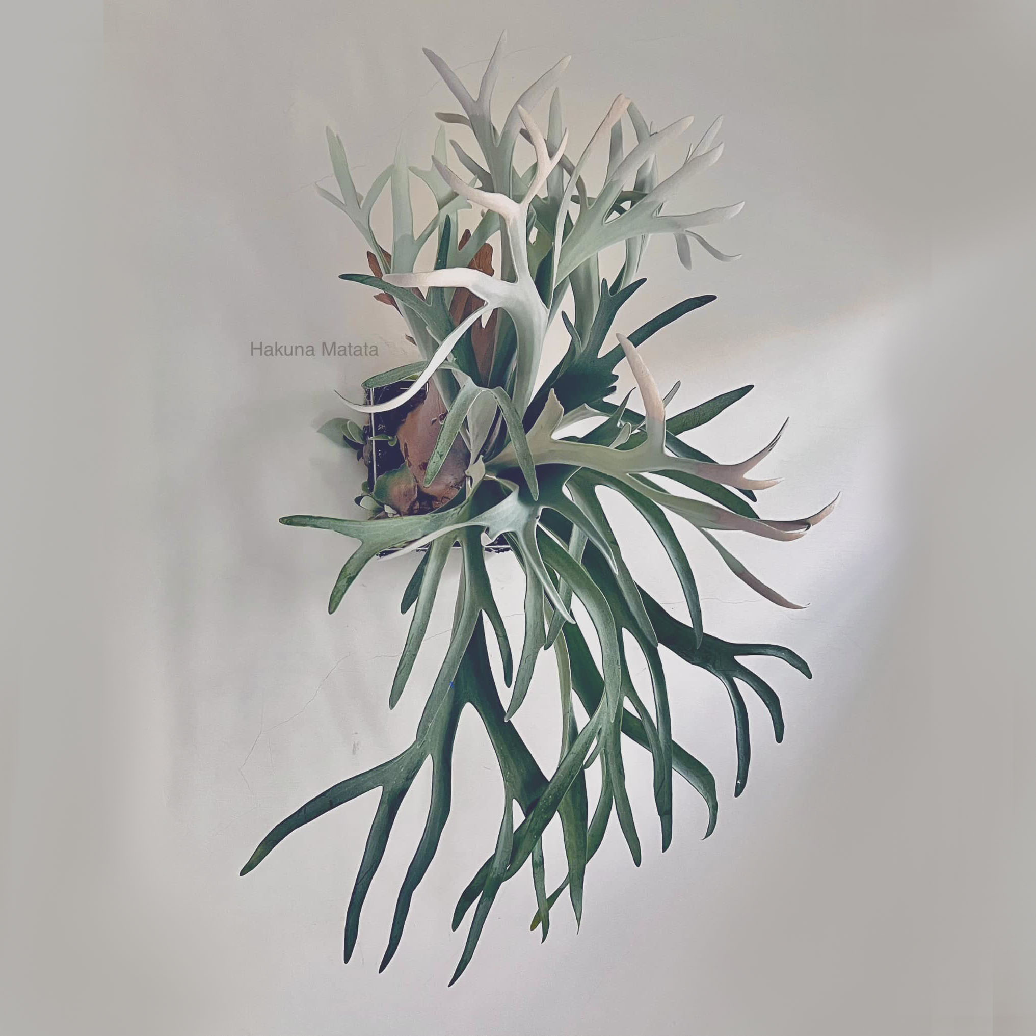 Hakunamatata皮陈冰雪皇后F301