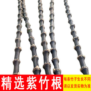 精品紫竹根原材料烟斗材料黑竹墨竹乌竹秦岭特产干竹装饰摆件手办