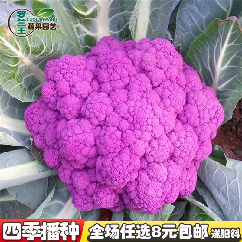 Alfalfa 8043 Cauliflower seeds]Four seasons plant characteristic Cauliflower Broccoli violet Cauliflower Vegetables seedin the Aquatic meat/Fresh fruits and vegetables/Cooked , Fresh fruit , Pineapple  category - from Buy2taobao.com to provide professional Taobao agent buy service