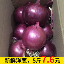 洋葱紫皮洋葱新鲜10当季蔬菜洋葱农家圆葱洋葱新鲜5斤小果包邮