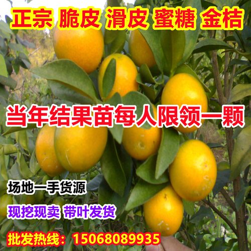 小金柑质量怎么样 小金柑口碑怎么样 小麦优选 小金柑质量怎么样 小金柑口碑怎么样 小麦优选