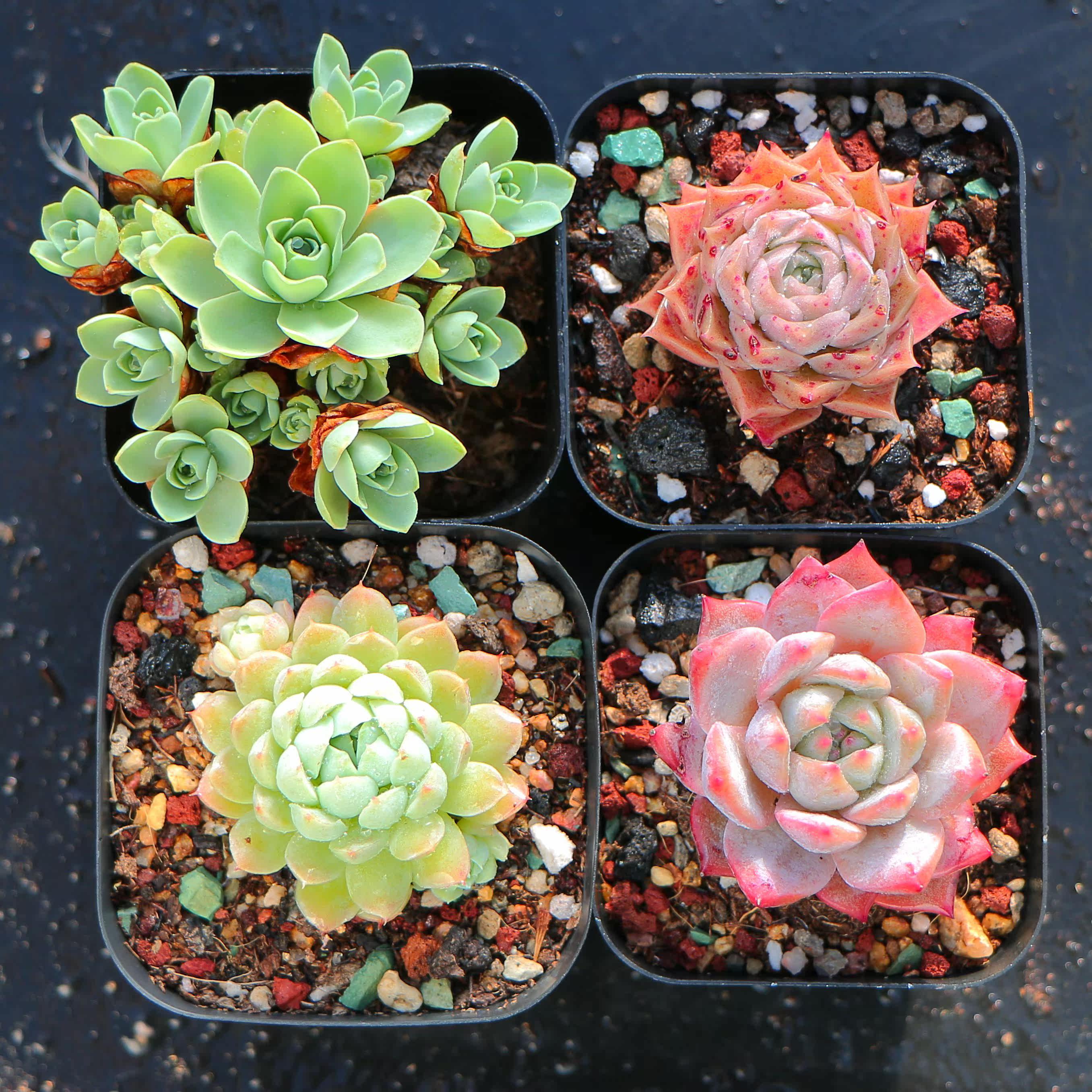 {包邮}精品云南多肉山地玫瑰粉蓝鸟羊脂球海琳娜杂交小老桩精控萌