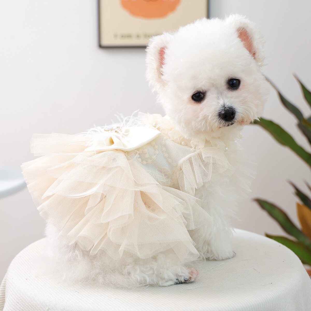宠物狗狗婚纱裙泰迪比熊博美小型犬公主裙蕾丝网纱礼服猫咪衣服