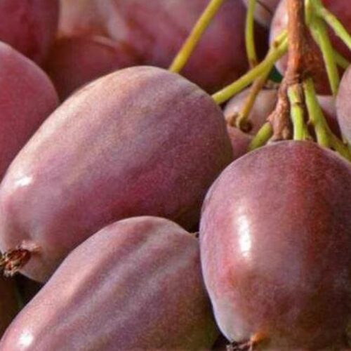 爬藤红心软枣猕猴桃桃树带果南方