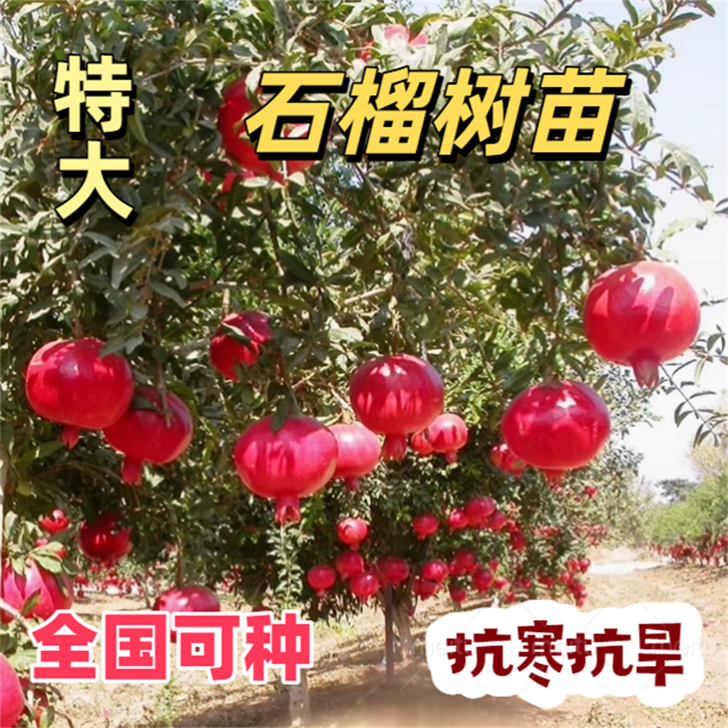 突尼斯庭院种植石榴树苗特大软籽