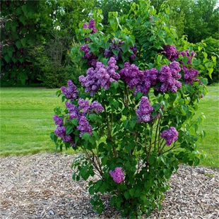 丛生丁香花树苗别墅庭院大型耐寒绿化浓香花卉风景树盆栽丁香花苗