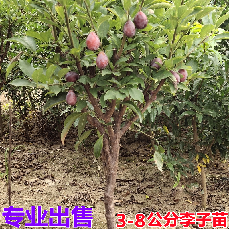 李子树苗脱骨李蜂糖李冰糖李清脆李盆栽地栽南方北方种植当年结果