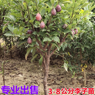 李子树苗脱骨李蜂糖李冰糖李清脆李盆栽地栽南方北方种植当年结果