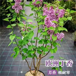 丛生丁香花树苗别墅庭院大型耐寒绿化浓香花卉风景树盆栽丁香花苗