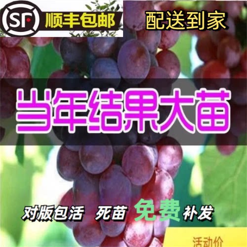 特大葡萄苗阳光玫瑰结果多好养活