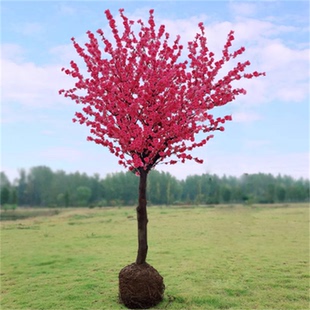 高杆腊梅花树苗丛生庭院别墅耐寒冬季开花卉植物浓香素心腊梅花树