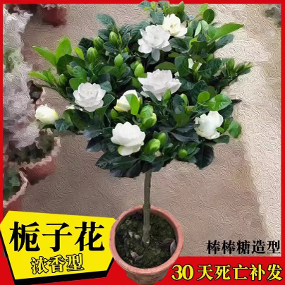 老桩大叶牡丹栀子花浓香型树苗棒棒糖盆栽带花苞南北开花重瓣独杆