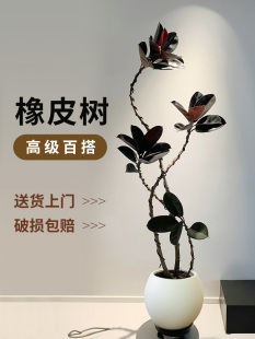好养落地式 黑金刚橡皮树客厅大盆栽室内真树大型绿植四季 阳台绿植