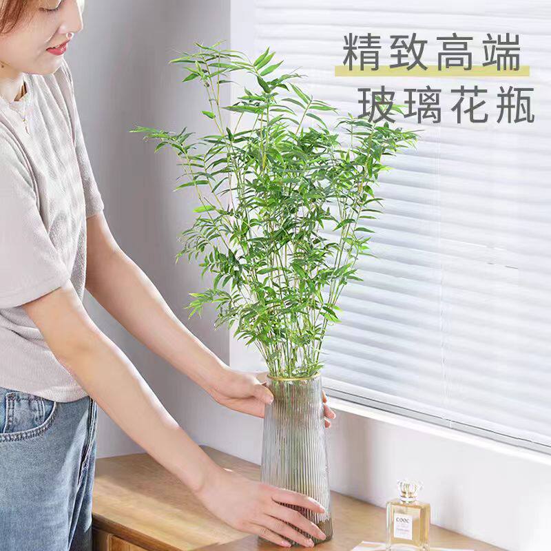 水缸植物米竹盆栽室内带根水养小叶凤尾竹鱼缸用绿植矮化禅意盆景