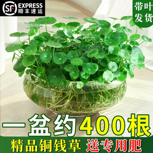 铜钱草水培植物水养草籽花卉室内小绿植盆栽金钱草四季 好养活带叶