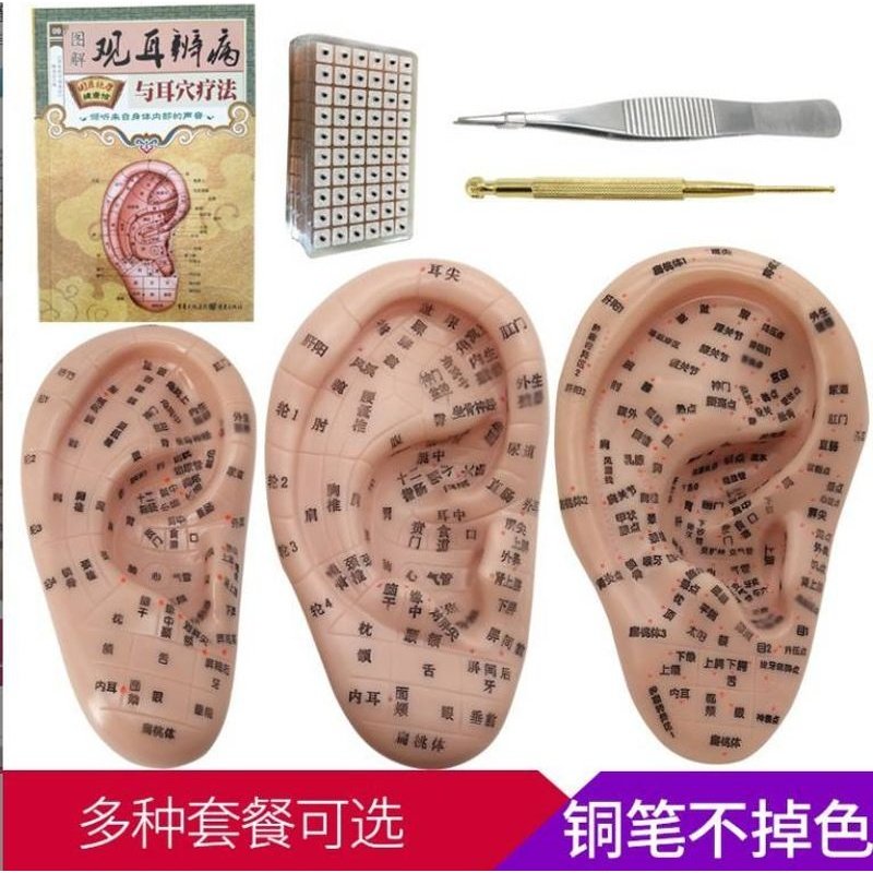 耳穴贴耳朵模型耳穴探针压耳豆贴贴贴耳耳王不留行籽压贴豆